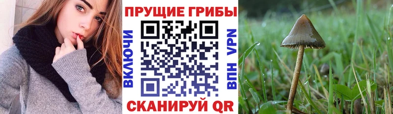 Псилоцибиновые грибы MAGIC MUSHROOMS  Каменка 